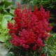 Астильба (Astilbe arendsii Etna)